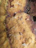 Ganoderma lobatum image