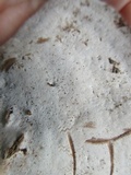 Ganoderma lobatum image