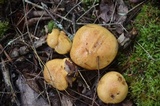 Suillus punctipes image