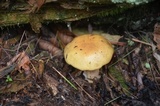 Suillus punctipes image