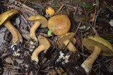 Suillus punctipes image