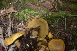 Suillus punctipes image