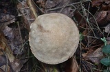 Leccinellum albellum image