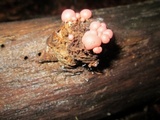 Lycogala epidendrum image