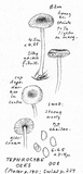 Collybia ozes image