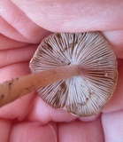 Inocybe rimosa image