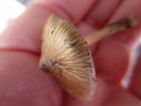 Inocybe rimosa image