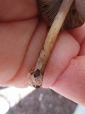Inocybe rimosa image