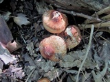 Inocybe adaequata image