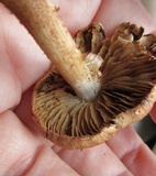 Inocybe adaequata image