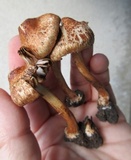 Inocybe adaequata image