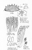 Coprotus ochraceus image