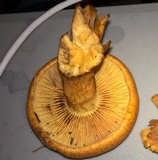 Gymnopilus luteus image