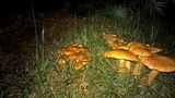 Gymnopilus luteus image