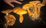 Gymnopilus luteus image