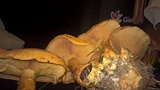 Gymnopilus luteus image