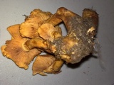 Gymnopilus luteus image