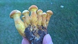 Gymnopilus luteus image