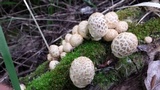 Coprinopsis variegata image