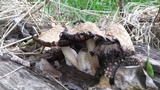 Coprinopsis variegata image