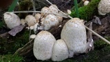 Coprinopsis variegata image