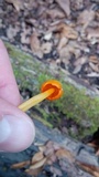 Humidicutis marginata var. marginata image