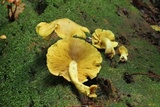 Tricholomopsis decora image