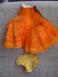 Laetiporus conifericola image