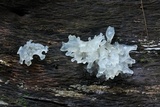 Tremella fuciformis image