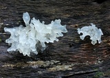 Tremella fuciformis image
