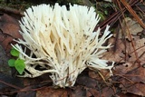 Sebacina schweinitzii image
