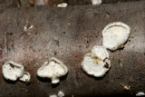 Plicaturopsis crispa image