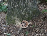 Laetiporus persicinus image