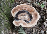 Laetiporus persicinus image