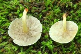 Hypholoma subviride image