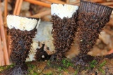Hypocrea latizonata image