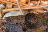Hypocrea latizonata image
