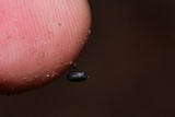 Hypocrea latizonata image