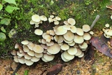 Hypholoma subviride image