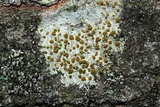 Caloplaca holocarpa image