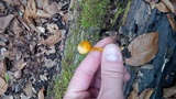 Humidicutis marginata image
