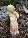 Boletus subcaerulescens image