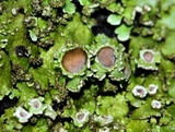 Physconia perisidiosa image