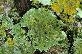 Physconia perisidiosa image