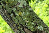 Physconia perisidiosa image