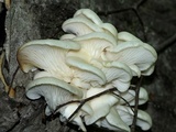 Pleurotus populinus image