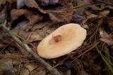 Lactarius vinaceorufescens image