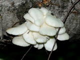 Pleurotus populinus image