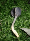 Helvella atra image