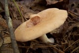 Lactarius vinaceorufescens image